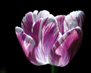 Purple and White Marbled Tulip